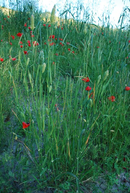 Graminacea - Phalaris sp.